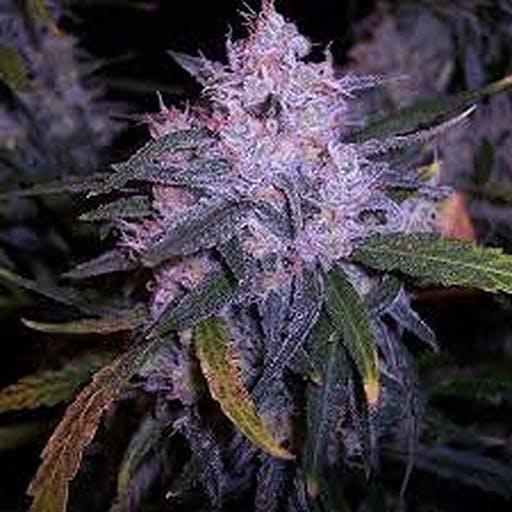 Blue Gelato #41
